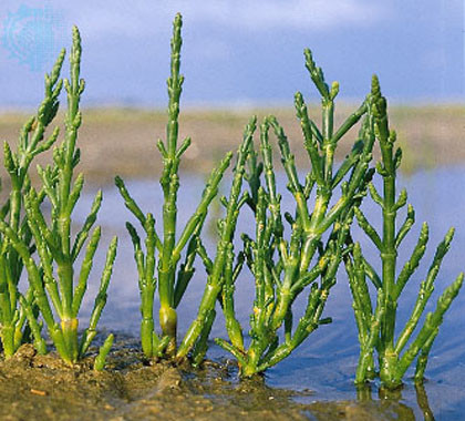 Salicornia: Discovering Marine Asparagus