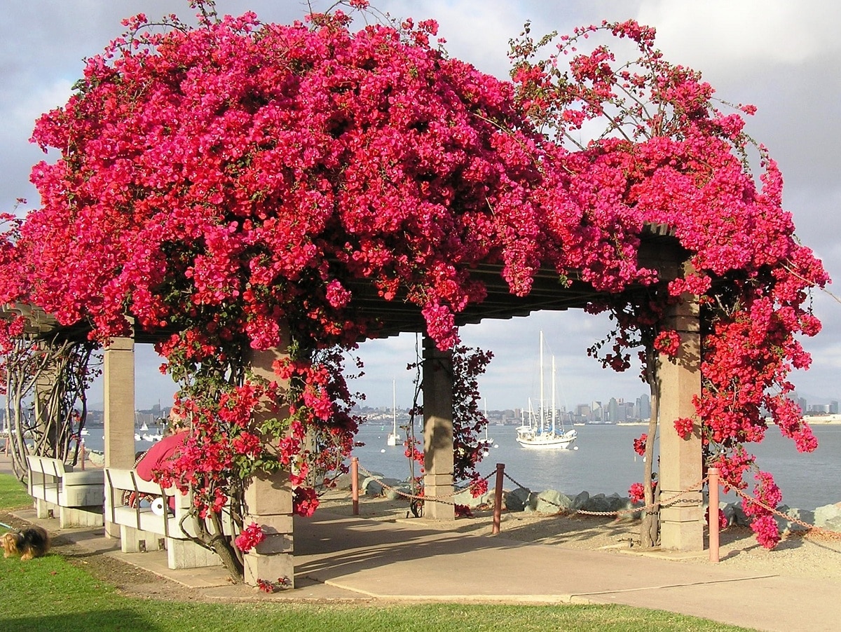 bougainvillea care