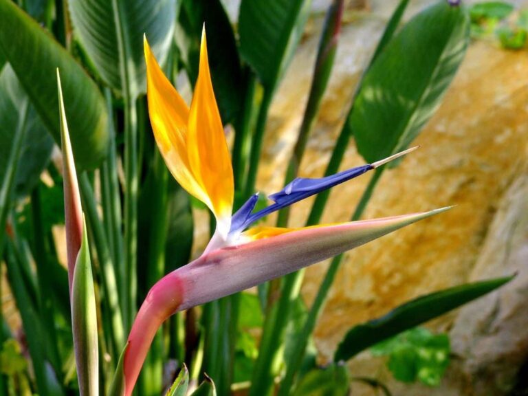 strelitzia augusta cuidados