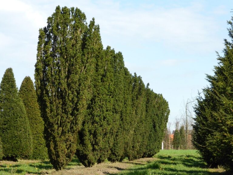 taxus baccata fastigiata
