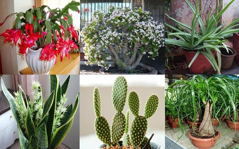 The 7 Best Succulents to Purify the Air in Your Home