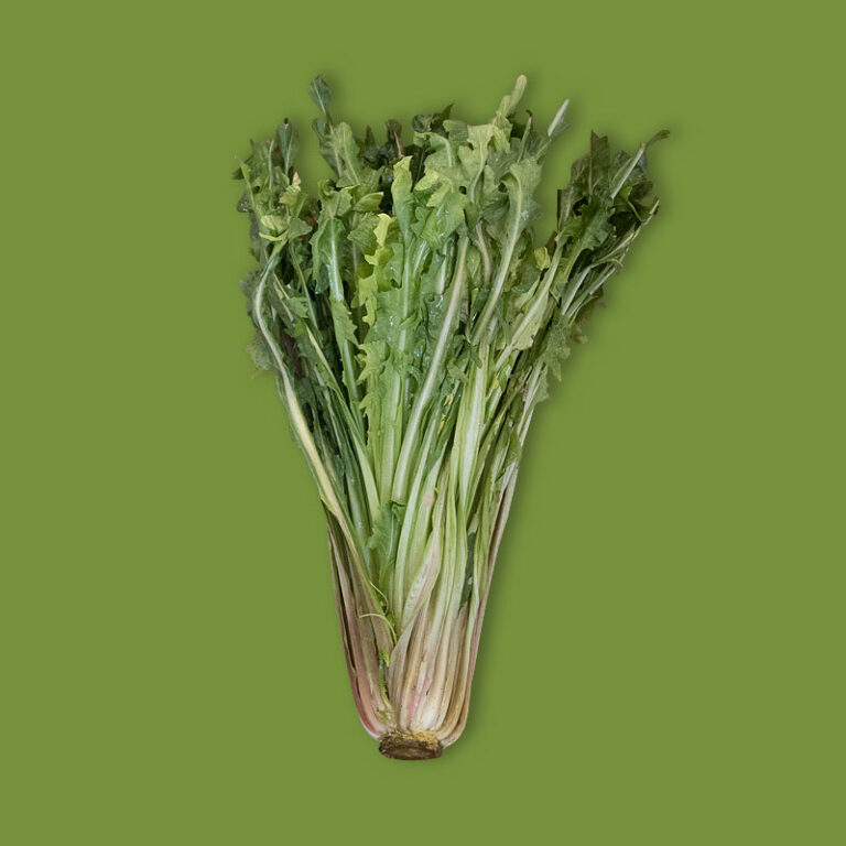 The cultivation of Catalan chicory or asparagus