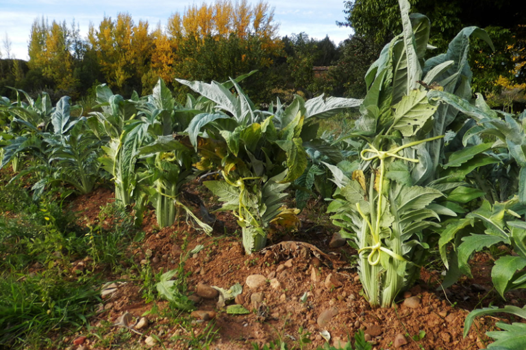 The cultivation of thistles in the organic garden