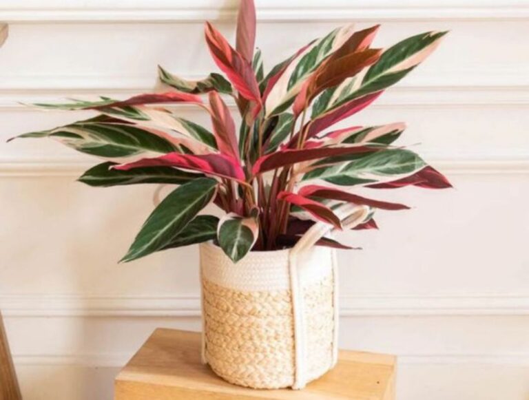 Calathea triostar