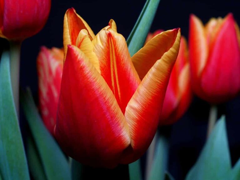 flor del tulipan