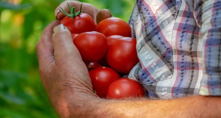 Riego del tomate