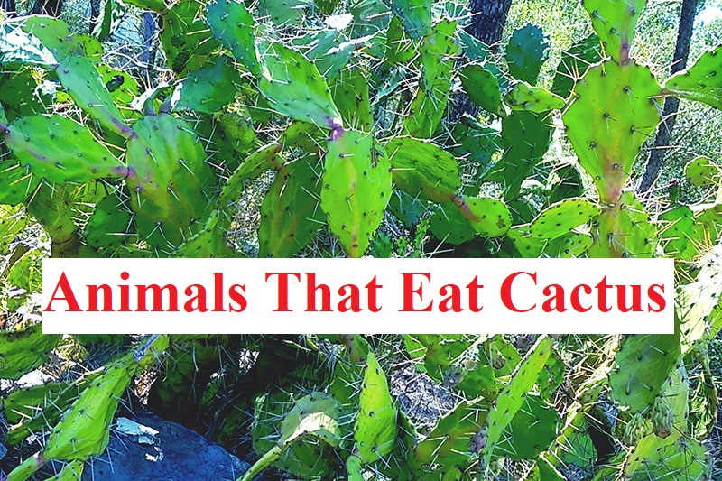 What animals eat cacti?  16 Animals That Eat Cacti - ISPUZZLE