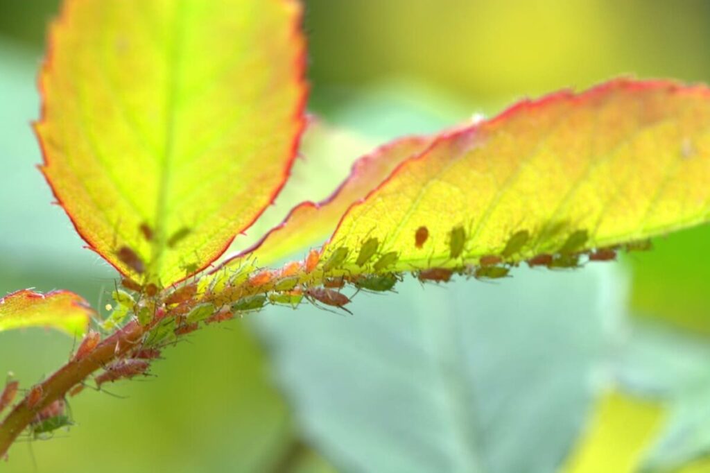 Los insectos pueden amarillear las hojas