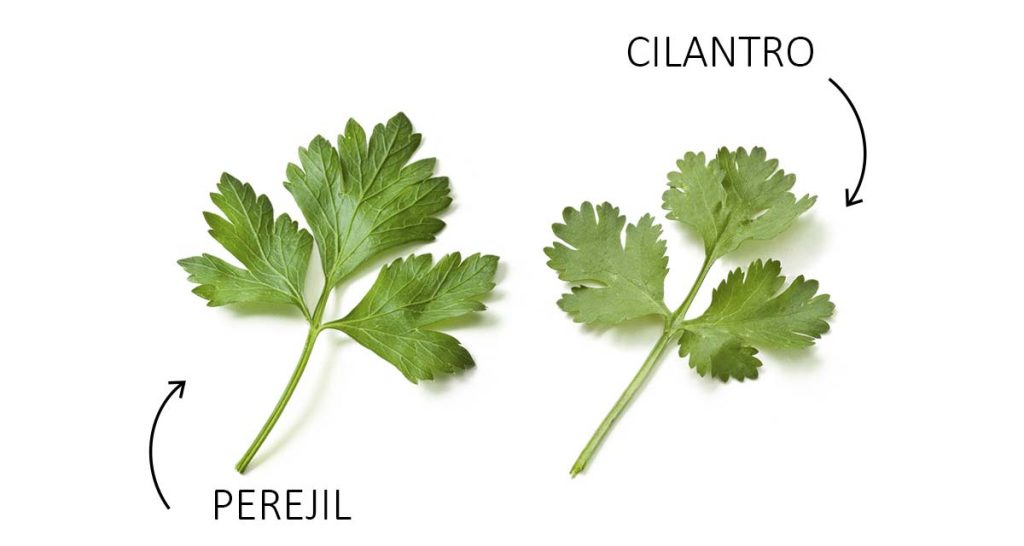 Difference Between Cilantro and Parsley
