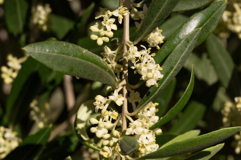 La flor del olivo es peque&ntilde;a y blanquecina