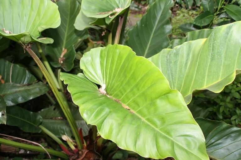 El tallo de la hoja puede ser muy largo
