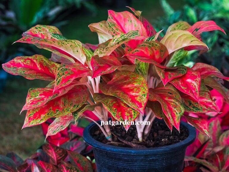 Why are my Aglaonema's leaves loose and droopy?  - A PUZZLE