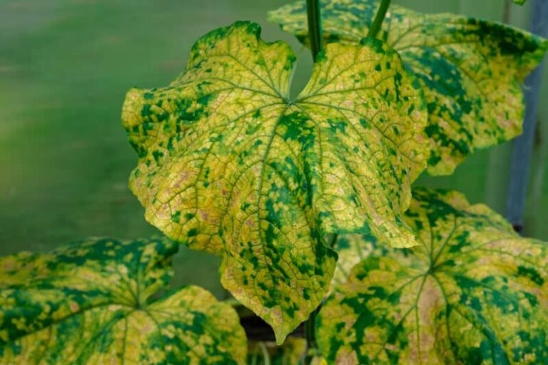 Why are my cucumber leaves turning yellow?  (Quick Confirmation Tips) – ISPUZZLE