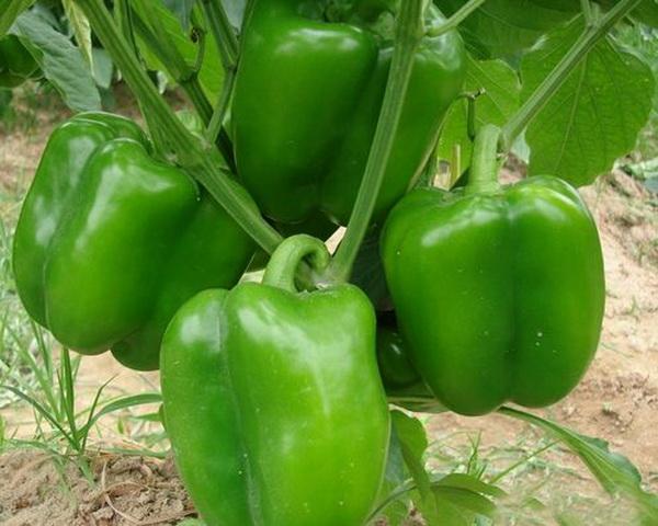 Why are my green peppers turning black?  (Quick Confirmation Tips) – ISPUZZLE