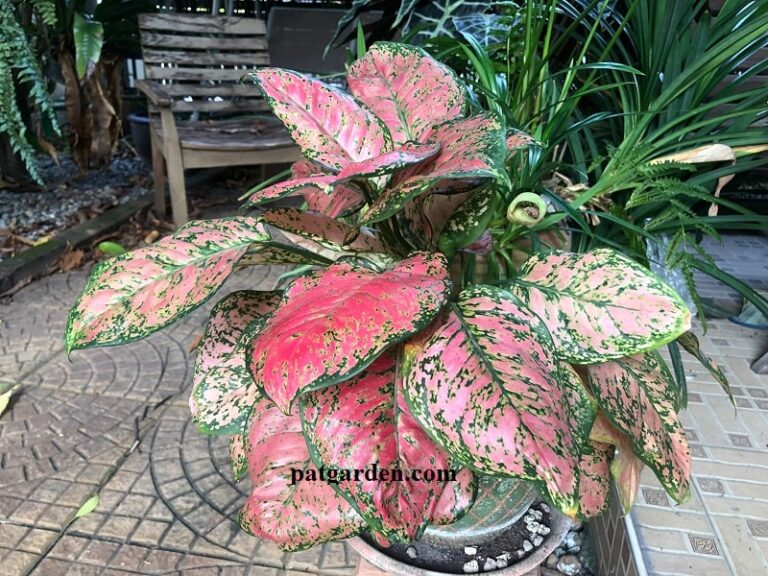 Why are the leaves of my Aglaonema turning yellow?