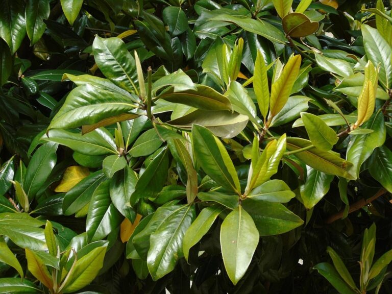 Las hojas del magnolio caen por varios motivos