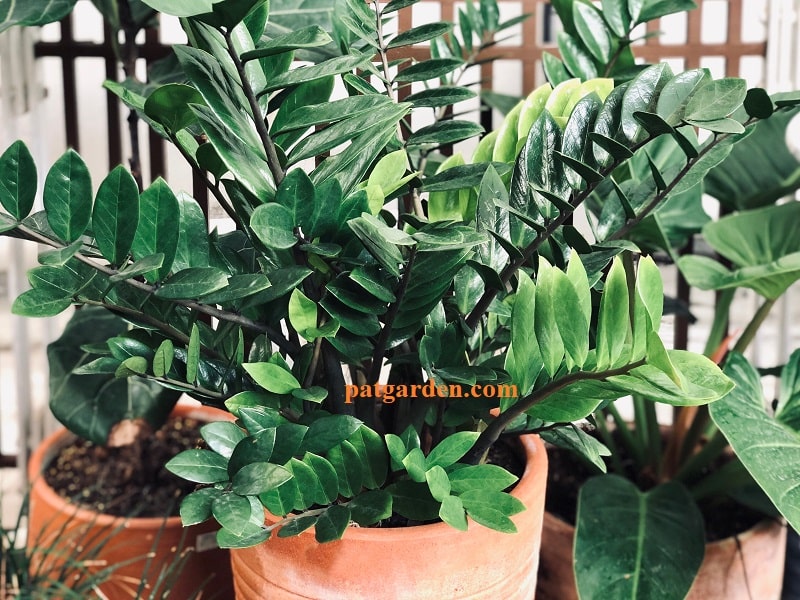 Why does my ZZ plant have yellow leaves?  (Causes and solutions) – ISPUZZLE