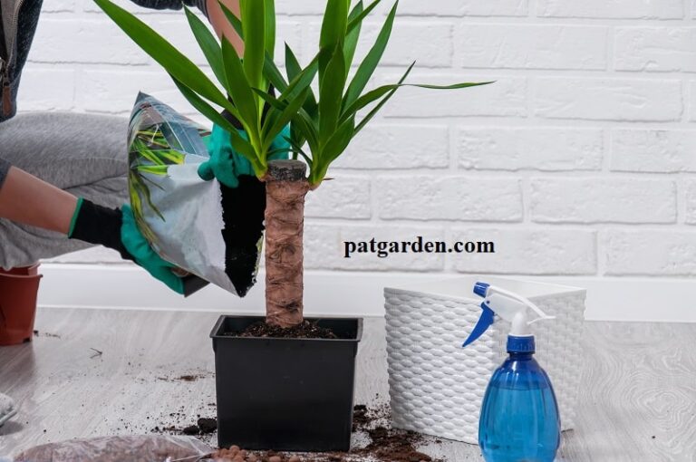 Why does my cassava cane have yellow leaves?  - A PUZZLE