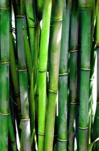 Light green and dark green bamboo shoots