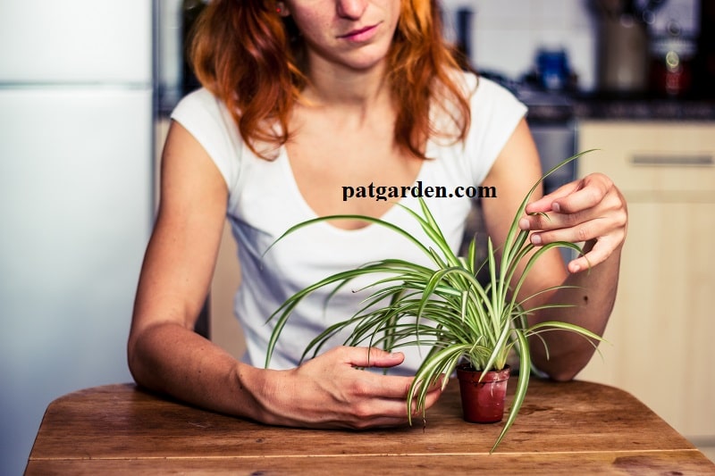 Why is my spider plant dying?  (Causes and solutions) – ISPUZZLE