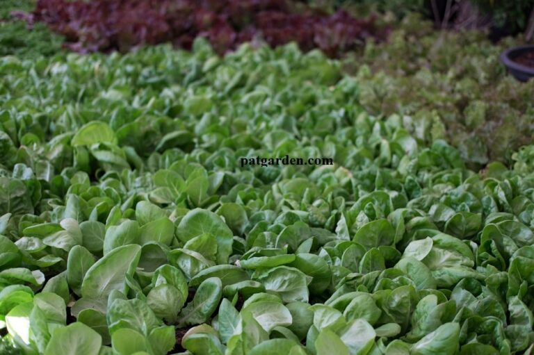 Will lettuce grow in winter?  - A PUZZLE