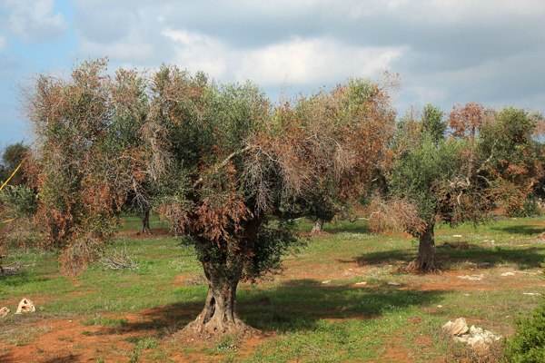 Xylella and the Olive Tree Fast-Drying Complex