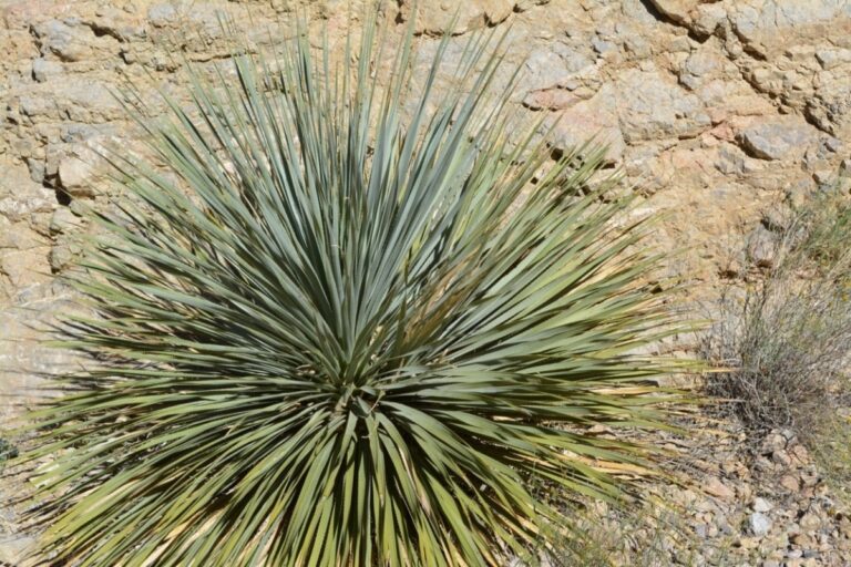 La yuca es una planta que puede estar en exterior