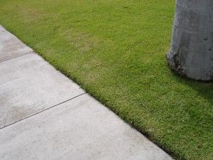 how to trim a lawn – ISPUZZLE