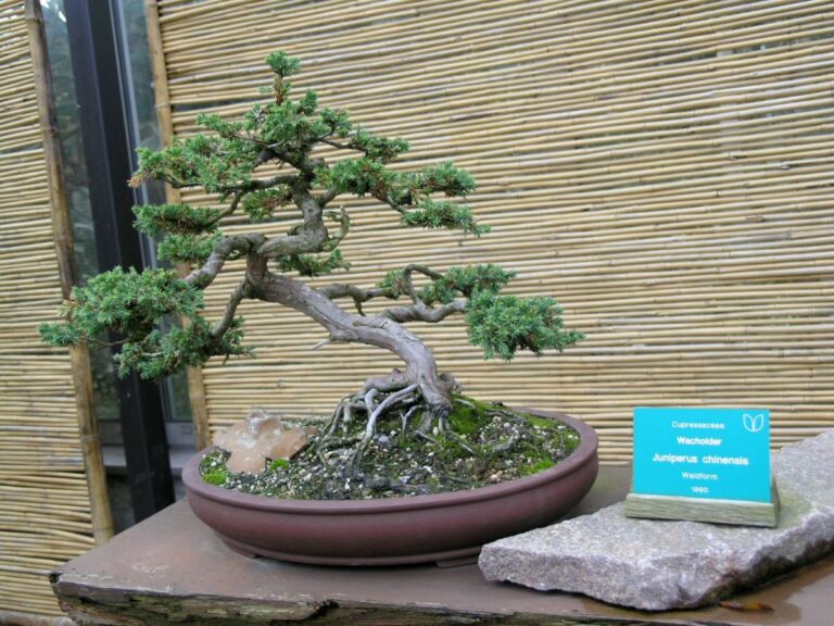 Bons&aacute;i juniperus