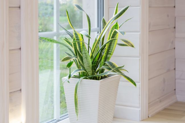When to prune a sansevieria snake plant?