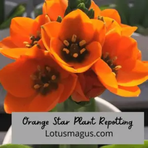 Repot the orange star plant