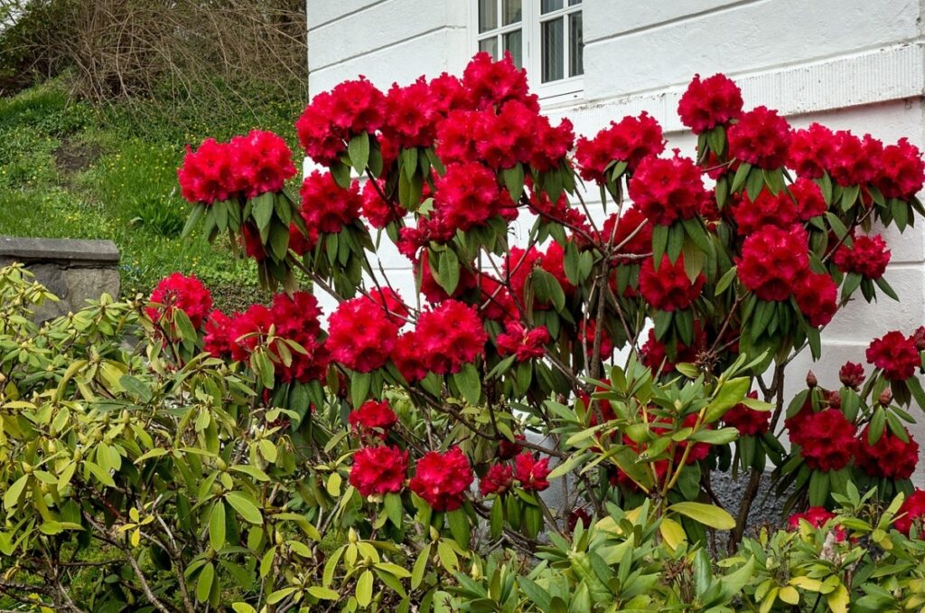 El rododendron es un arbusto que puede flores rojas