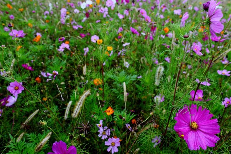 Hay muchas plantas con flores en oto&ntilde;o