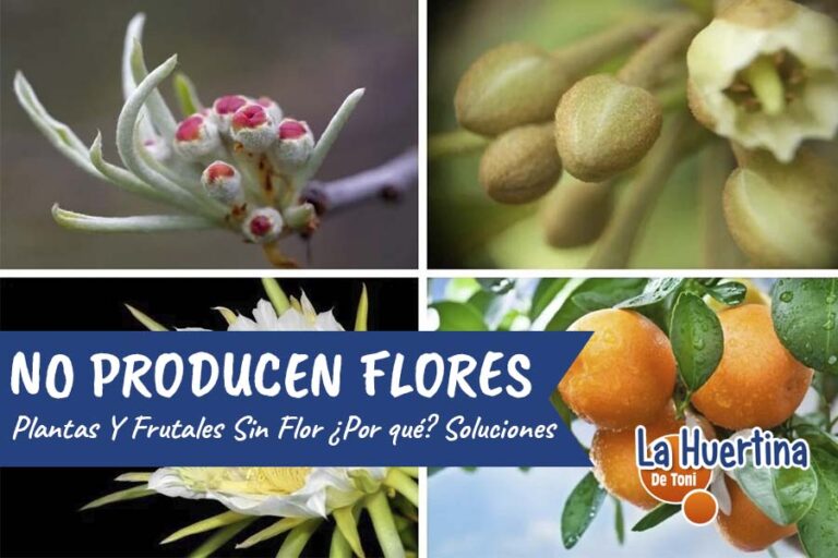 plantas no dan flores