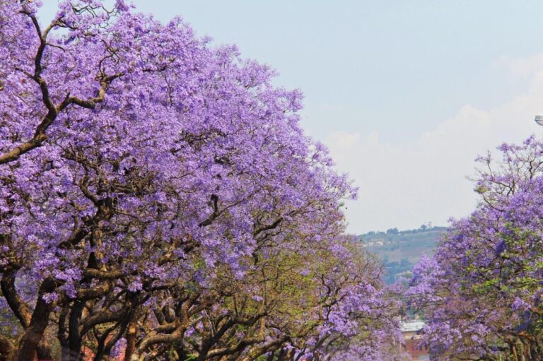 Hay pocos &aacute;rboles con flores azules o lilas