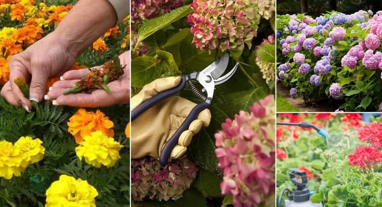 11 tips to make plants bloom longer
