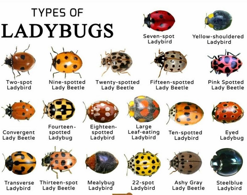 15 Different Types Of Ladybugs With Pictures And Names - ISPUZZLE