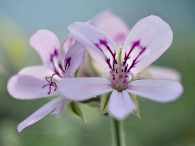 El Pelargonium radens se utiliza mucho en la industria del perfume
