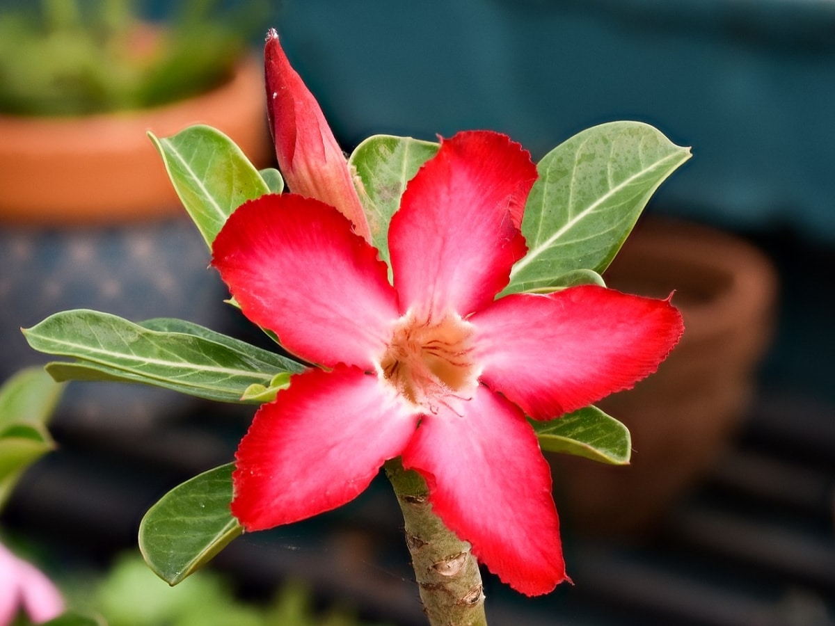 Desert rose may have aphids