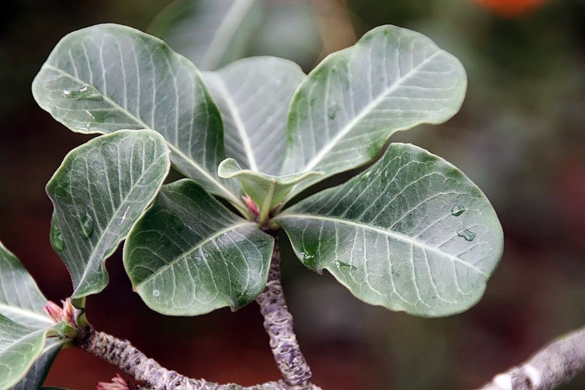 The desert rose is a sensitive plant