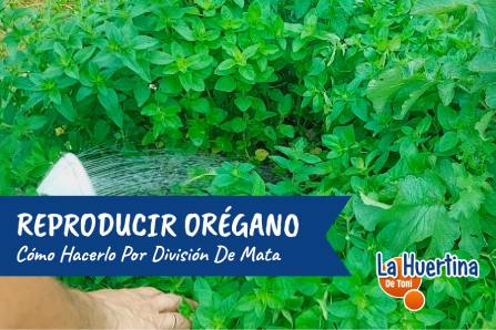 How to Breed Oregano by Mata Division