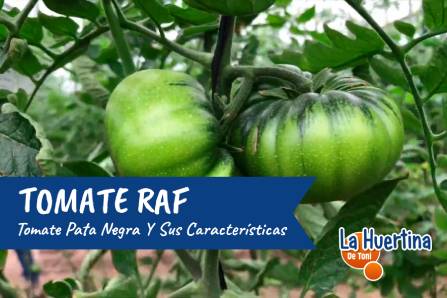 Raf tomato or black leg tomato.  Season and characteristics
