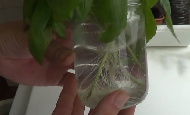 how to breed basil
