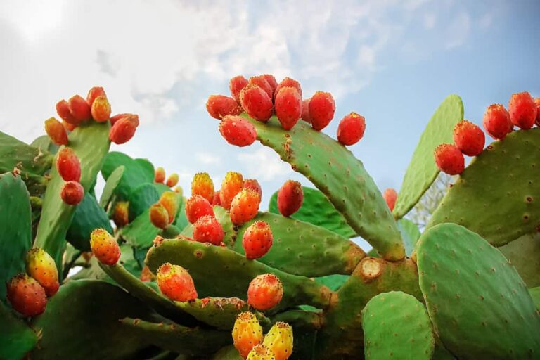 How to Grow Prickly Pear Cacti for Food and Beauty