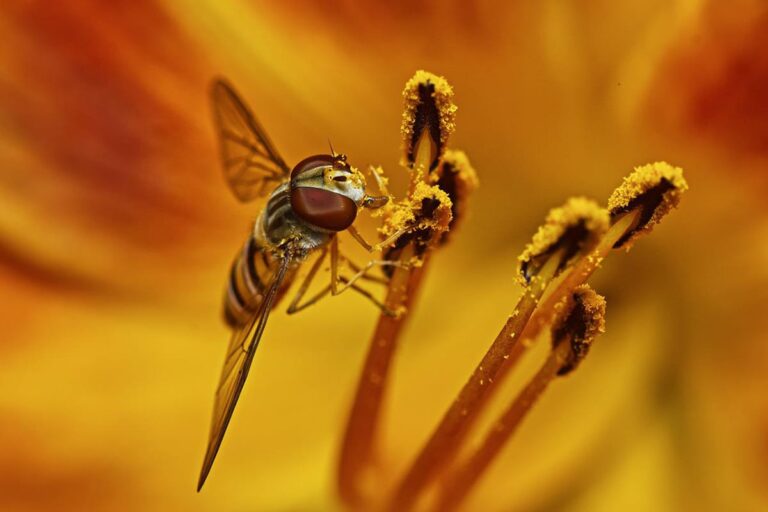 Los estambres de una flor producen y almacenan el polen