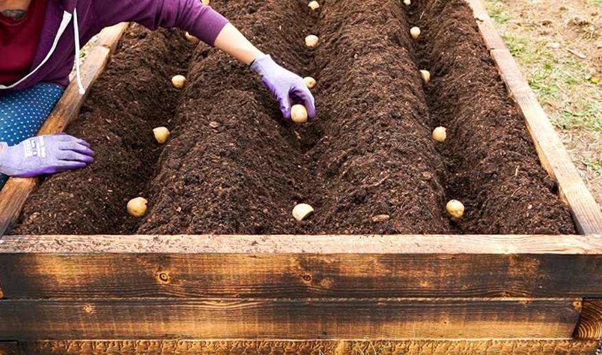 plant potatoes on the terrace
