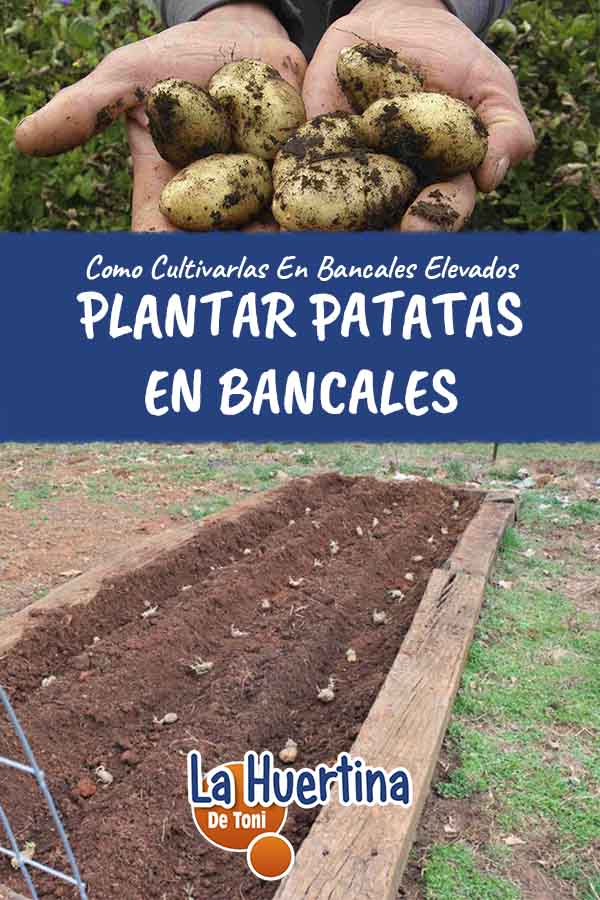 growing potatoes on a raised bed