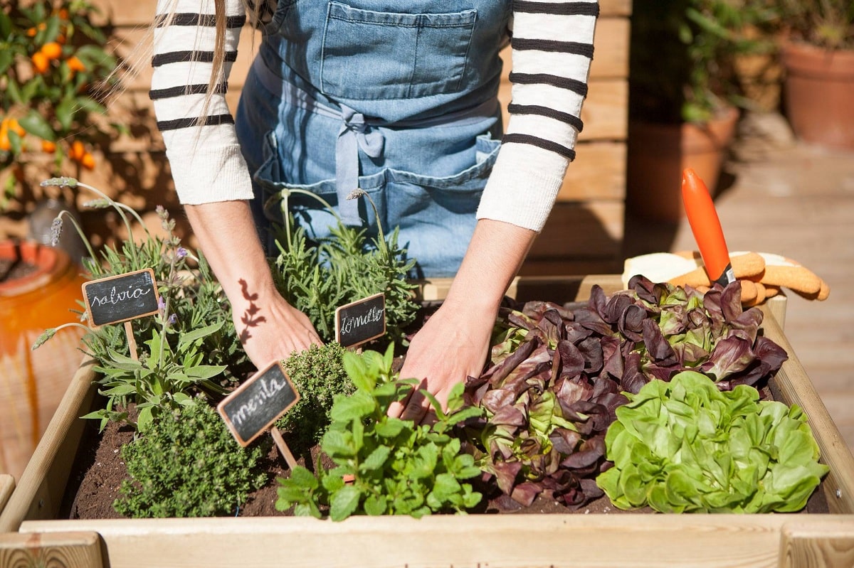what to plant in an urban garden