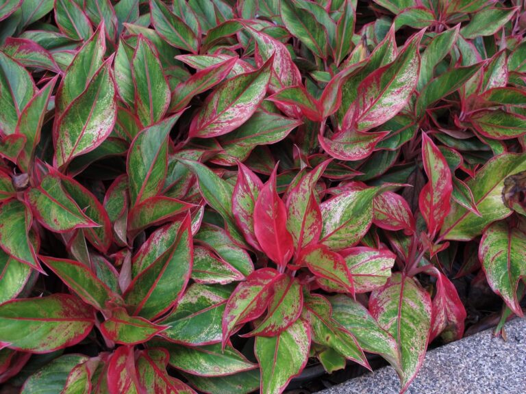 Ejemplares de Aglaonema red