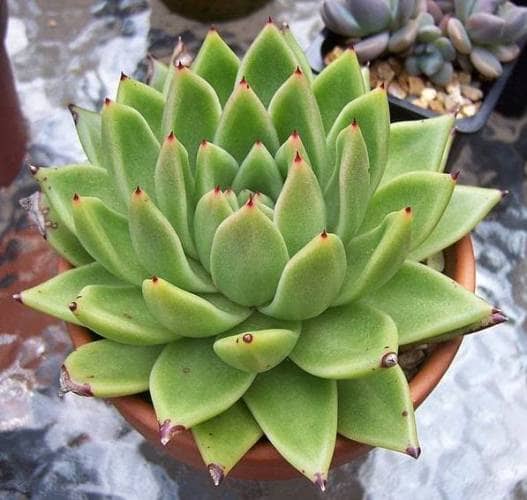 Succulents that need little light
